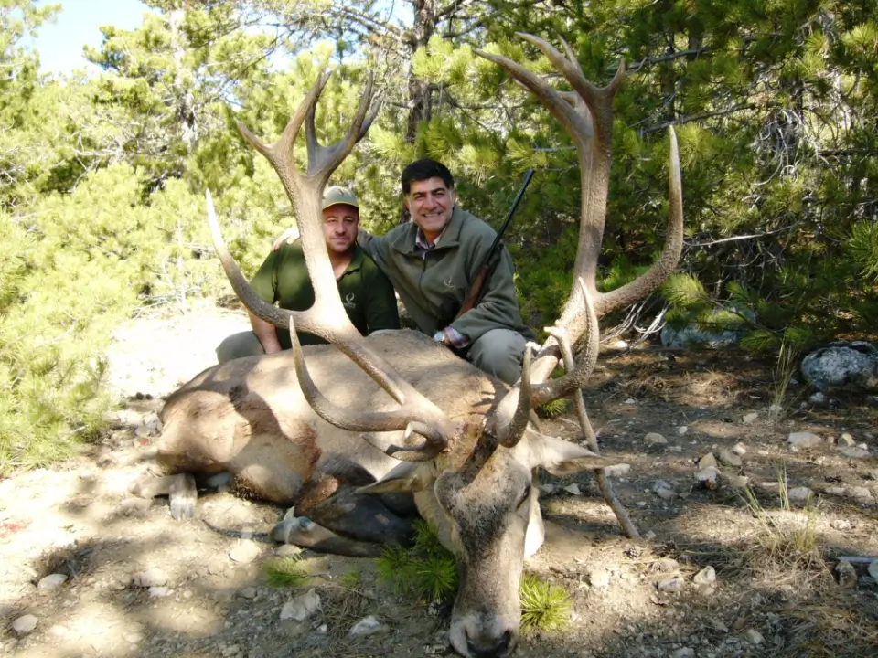 Mid Eastern Red Deer