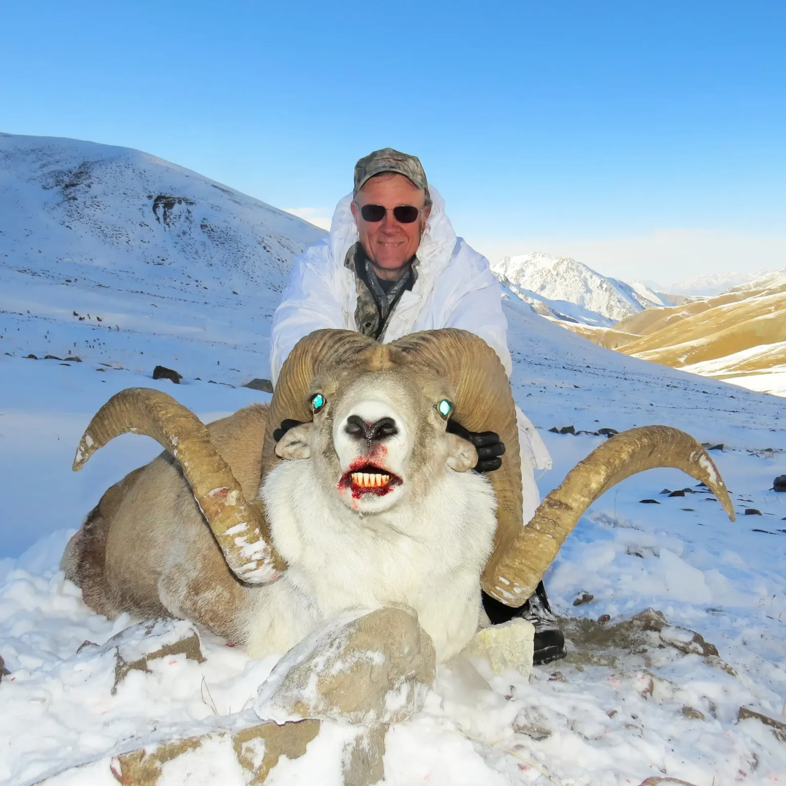 Hume Argali in Kyrgyzstan